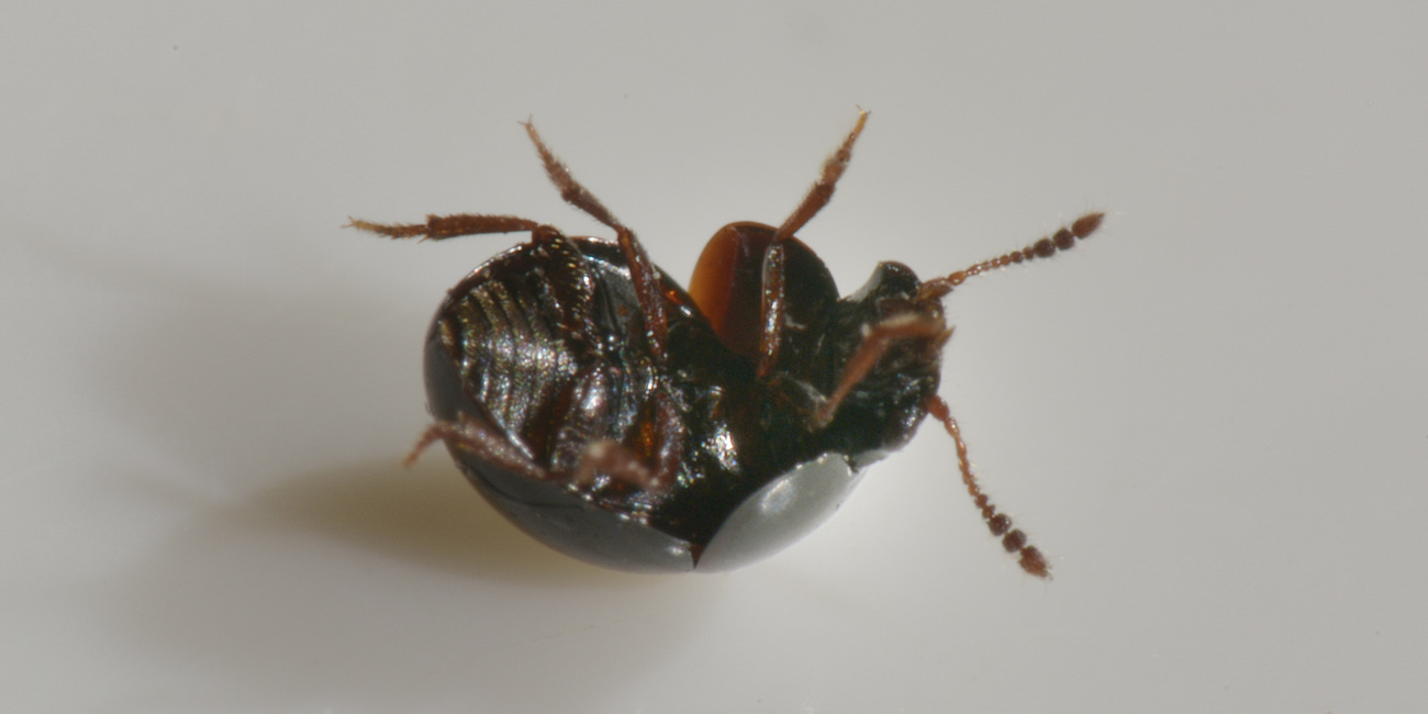 Leiodidae: Agathidium cfr. dentatum